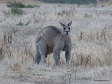 Kangaroo - Australie